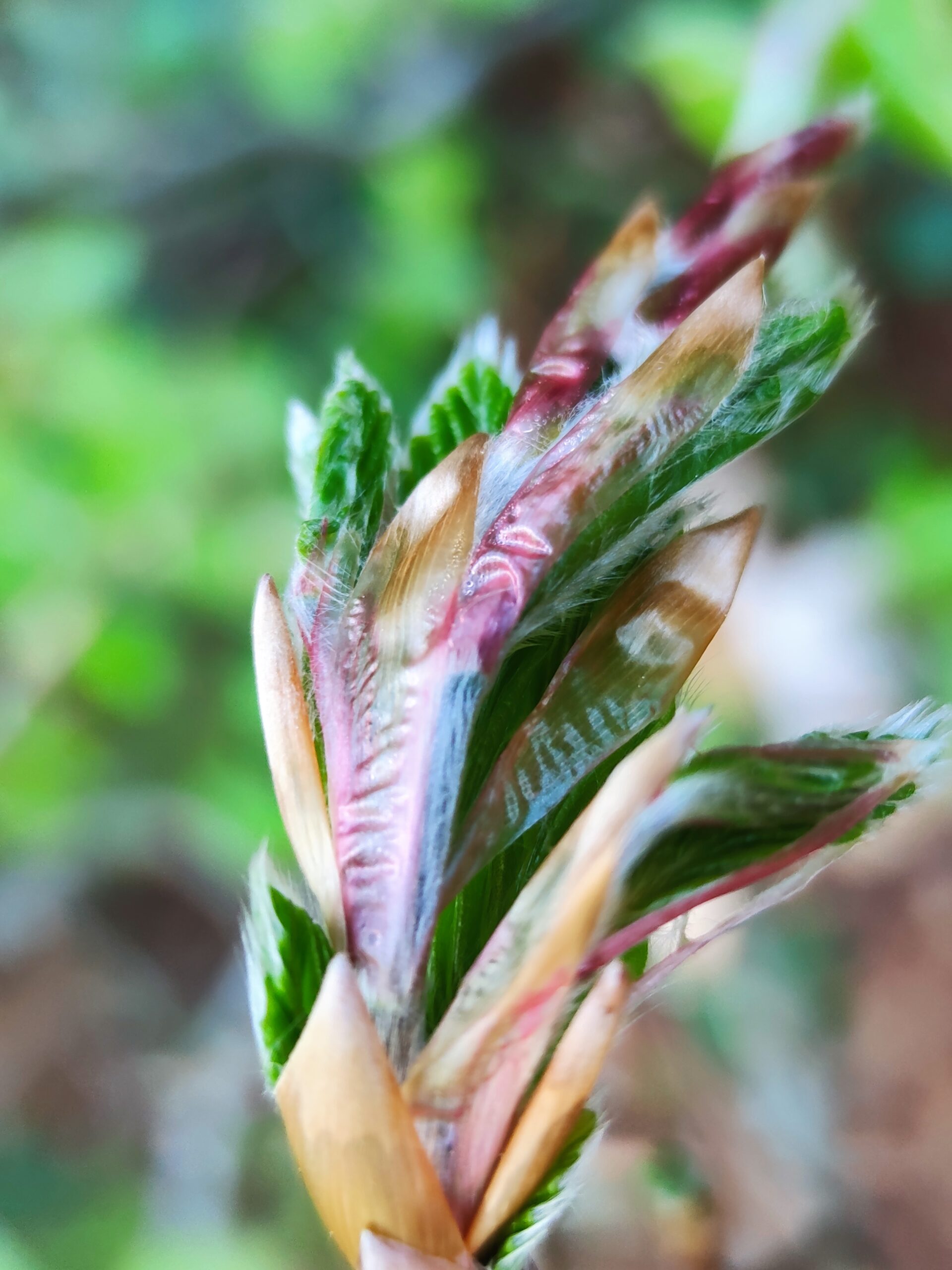 ANNULÉ – Stage d’initiation à la macro-photographie – 26,27 et 28 mai 2023